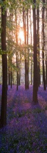 bluebells1